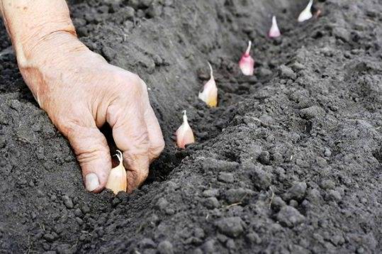 Чеснок: от посадки до урожая